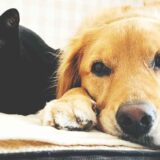 【ペット共生と環境 #2】犬猫飼育頭数調査から見える傾向とは？