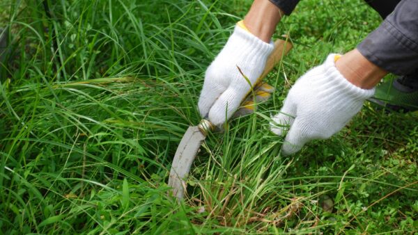 早めのお手入れが必須！お庭の除草作業