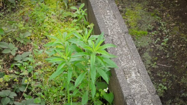 アパート敷地の雑草取り 悪戦苦闘の5時間