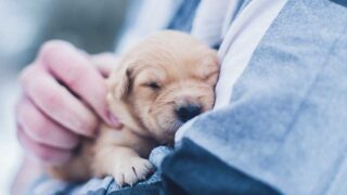 ペットと獣医【中編】：動物病院開業の立地条件と用途地域