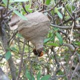 定期巡回でリスクヘッジ！「蜂の巣」駆除