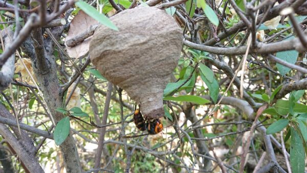 定期巡回でリスクヘッジ！「蜂の巣」駆除